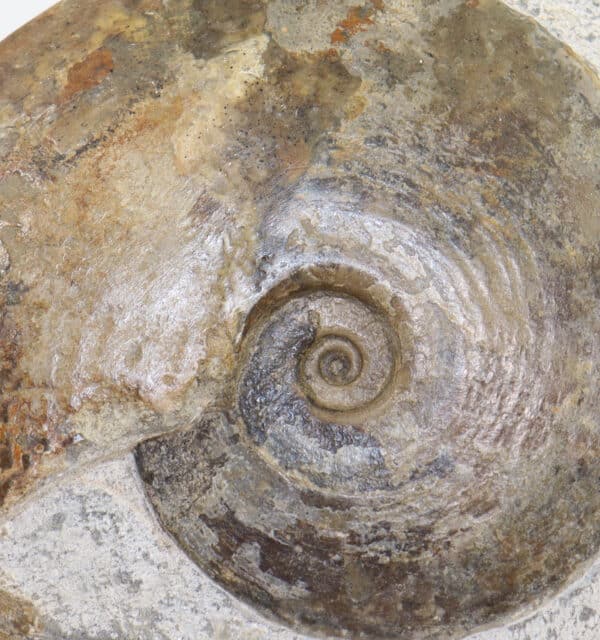 Amaltheus (Pseudoamaltheus) engelhardi (d´ORBIGNY) – Bild 3