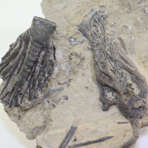 Cyathocrinites multibrachiatus (LYON & CASSEDAY) <br> Halysiocrinus tunicatus (HALL)