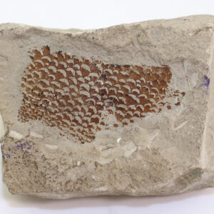 Erettopterus osiliensis (SCHMIDT)