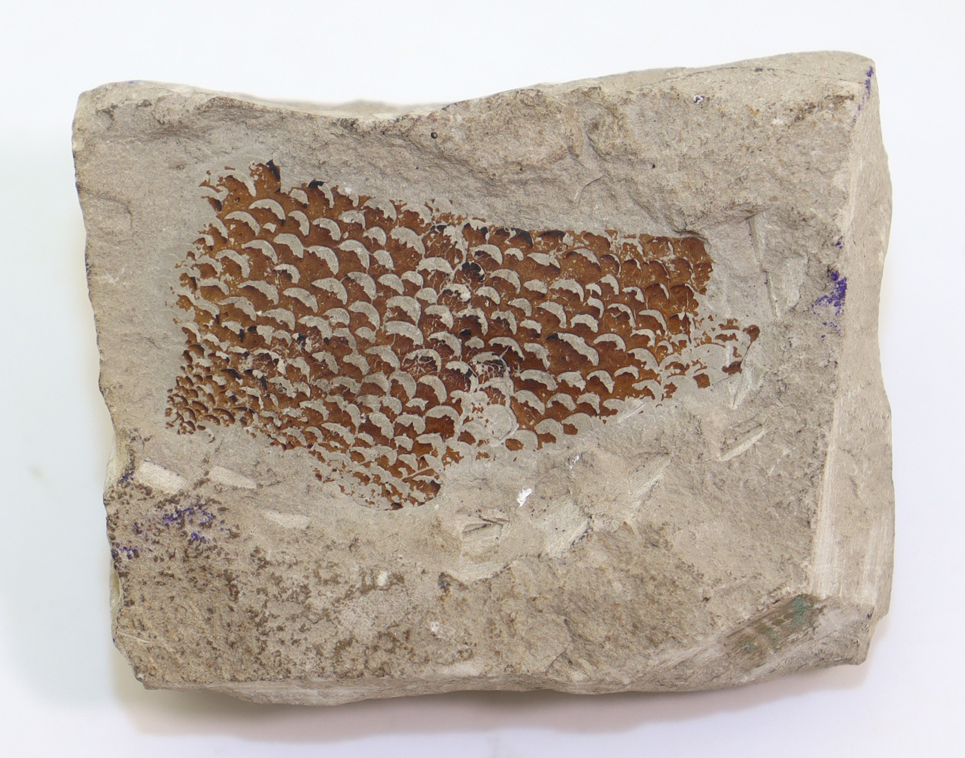 Erettopterus osiliensis (SCHMIDT)