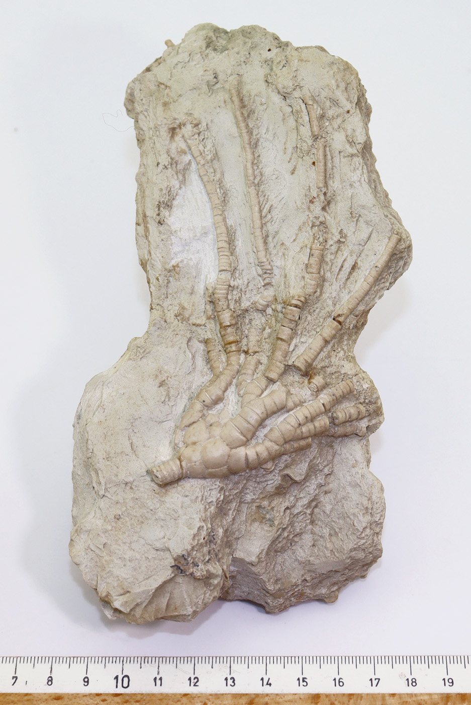 Moscovicrinus multiplex (TRAUTSCHOLD) – Bild 5