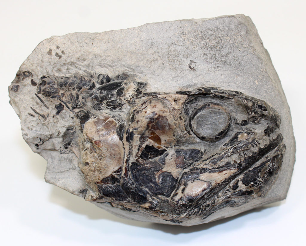 Dorsetichytys (Pholidophorus) bechei (AGASSIZ) Fossilien Philipp Krüger