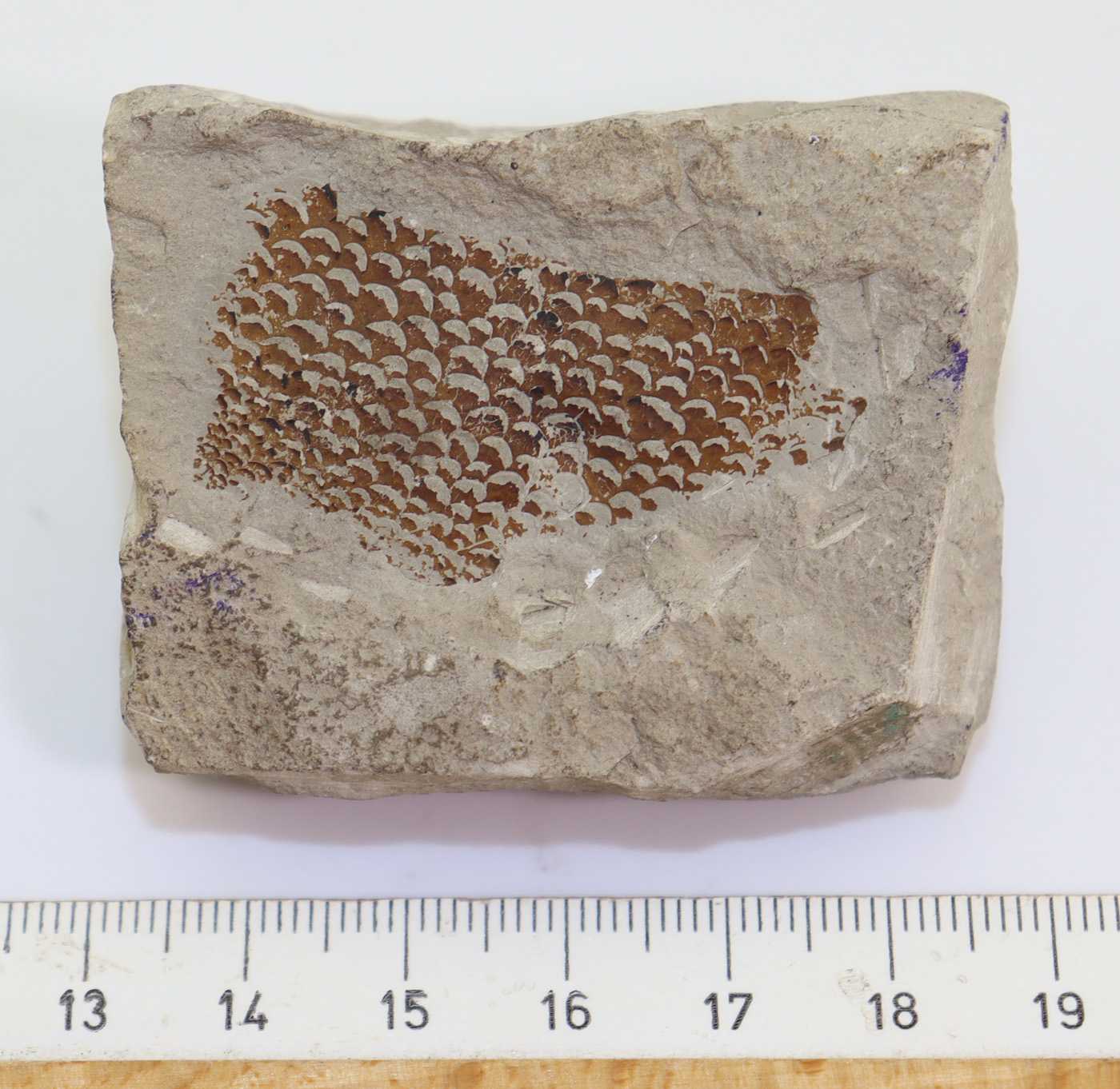 Erettopterus osiliensis (SCHMIDT) – Bild 4