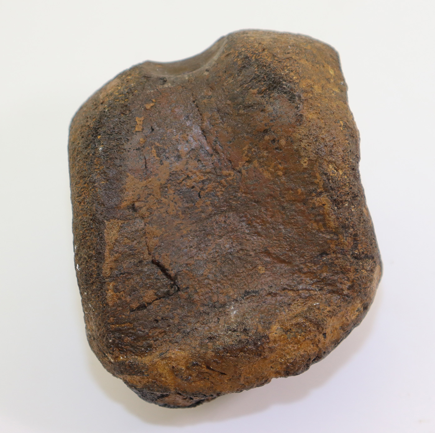 Mantellisaurus cf. atherfieldensis (HOOLEY) – Bild 6