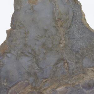 Dromopus lacertiodes (GEINITZ)