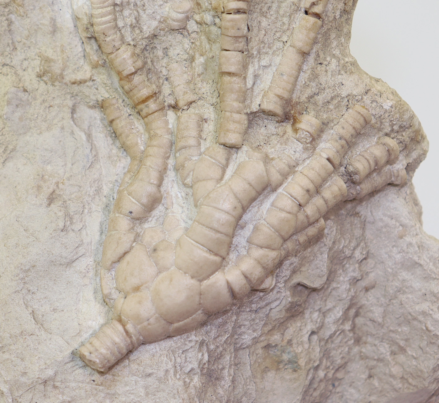 Moscovicrinus multiplex (TRAUTSCHOLD) – Bild 4