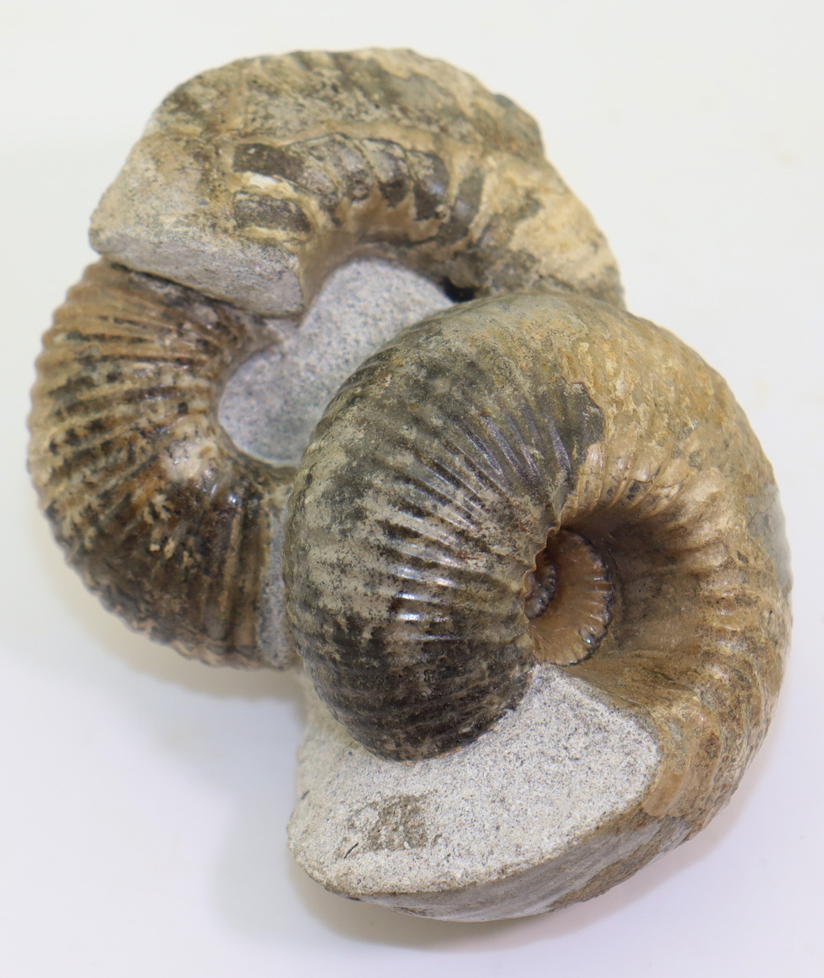 Cadoceras sublaeve (SOWERBY) – Bild 4