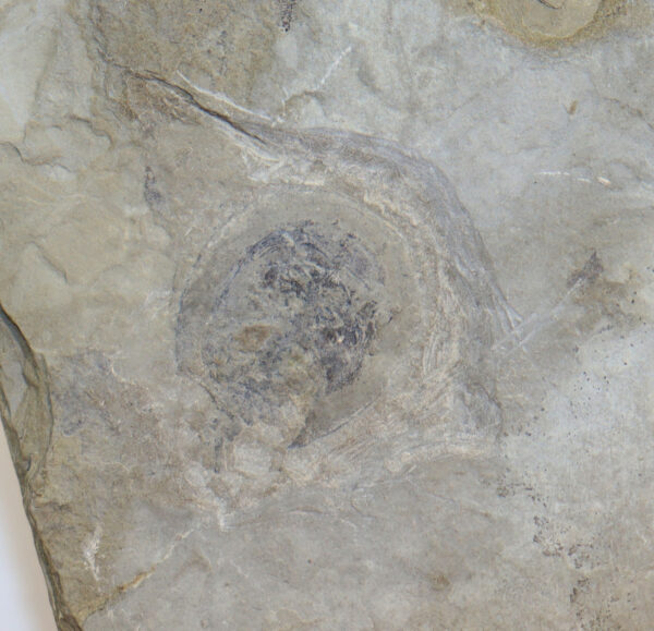 Lunataspis sp. (RUDKIN, YOUNG & NOWLAN)