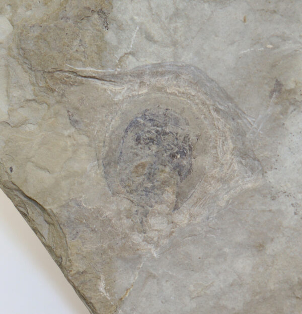 Lunataspis sp. (RUDKIN, YOUNG & NOWLAN) – Bild 3