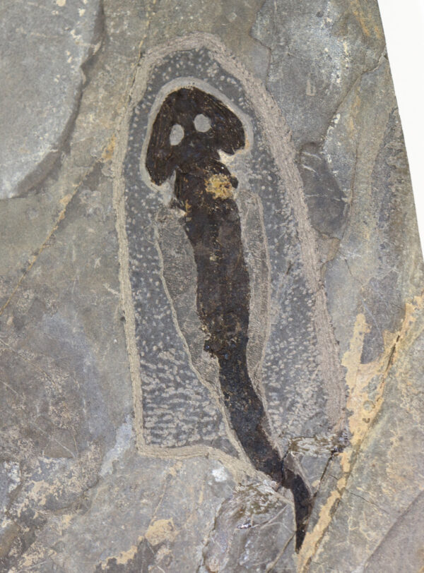 Sclerocephalus haeuseri (GOLDFUSS) – Bild 3
