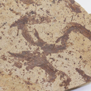 Acanthodes lopatini (ROHON)