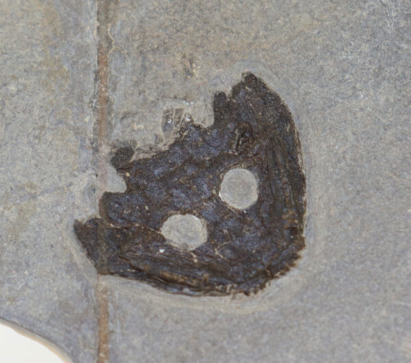 Sclerocephalus haeuseri (GOLDFUSS) – Bild 5