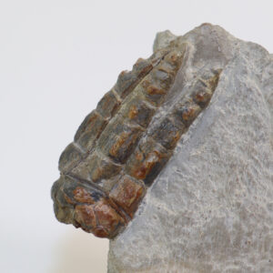 Halocrinites inflatus (SCHLUTZE)