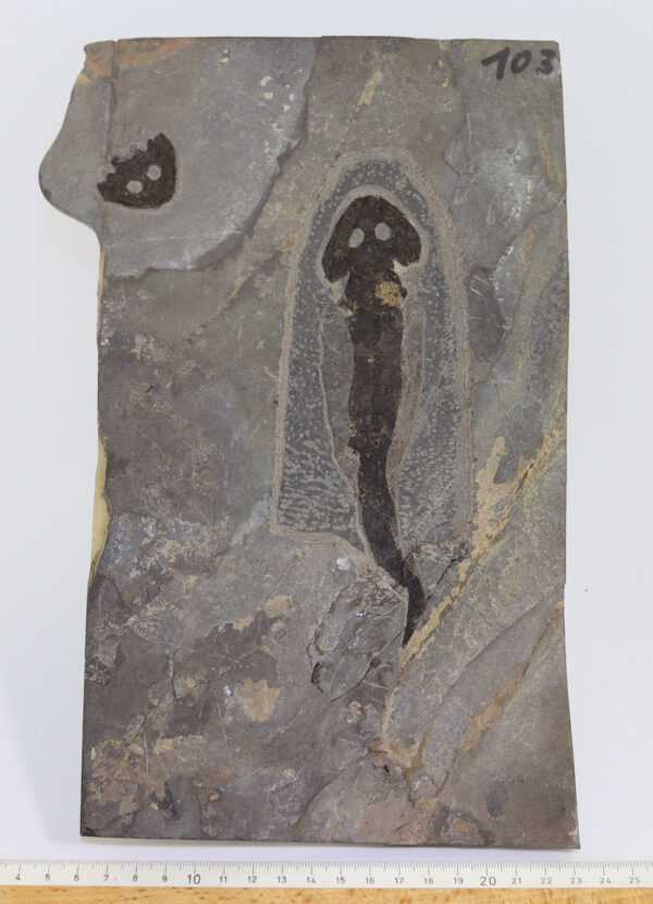 Sclerocephalus haeuseri (GOLDFUSS) – Bild 6