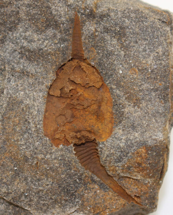 Dendrocystites barrandei (BATHER)