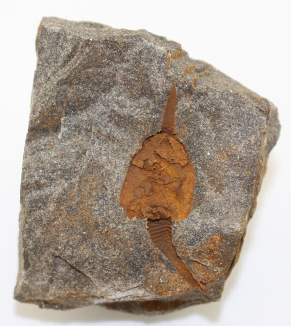 Dendrocystites barrandei (BATHER) – Bild 2