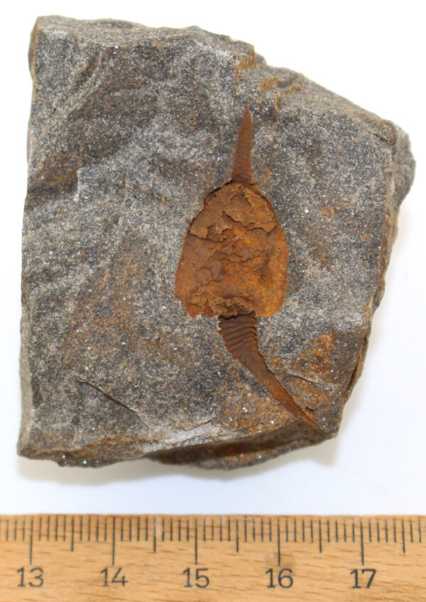 Dendrocystites barrandei (BATHER) – Bild 3
