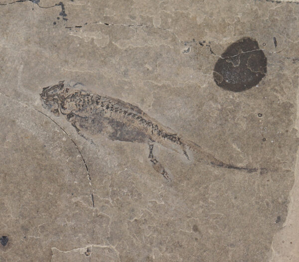 Apateon pedestris (MAYER)