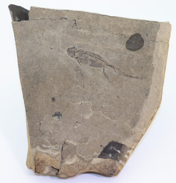 Apateon pedestris (MAYER) – Bild 2