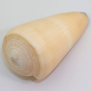 Conus virgo (LINNAEUS)