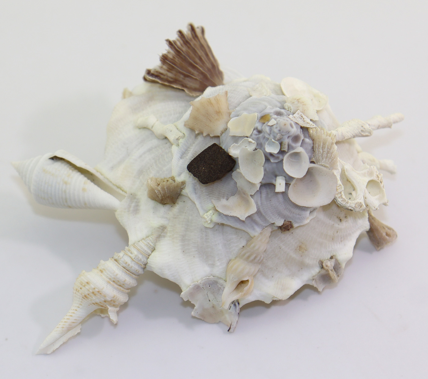 Xenophora pallidula (REEVE)