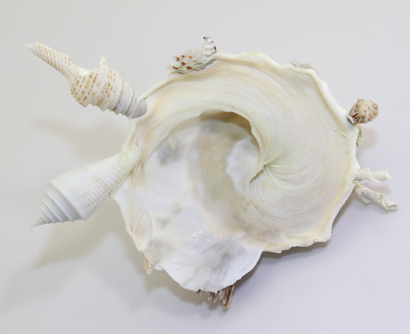 Xenophora pallidula (REEVE) – Bild 2