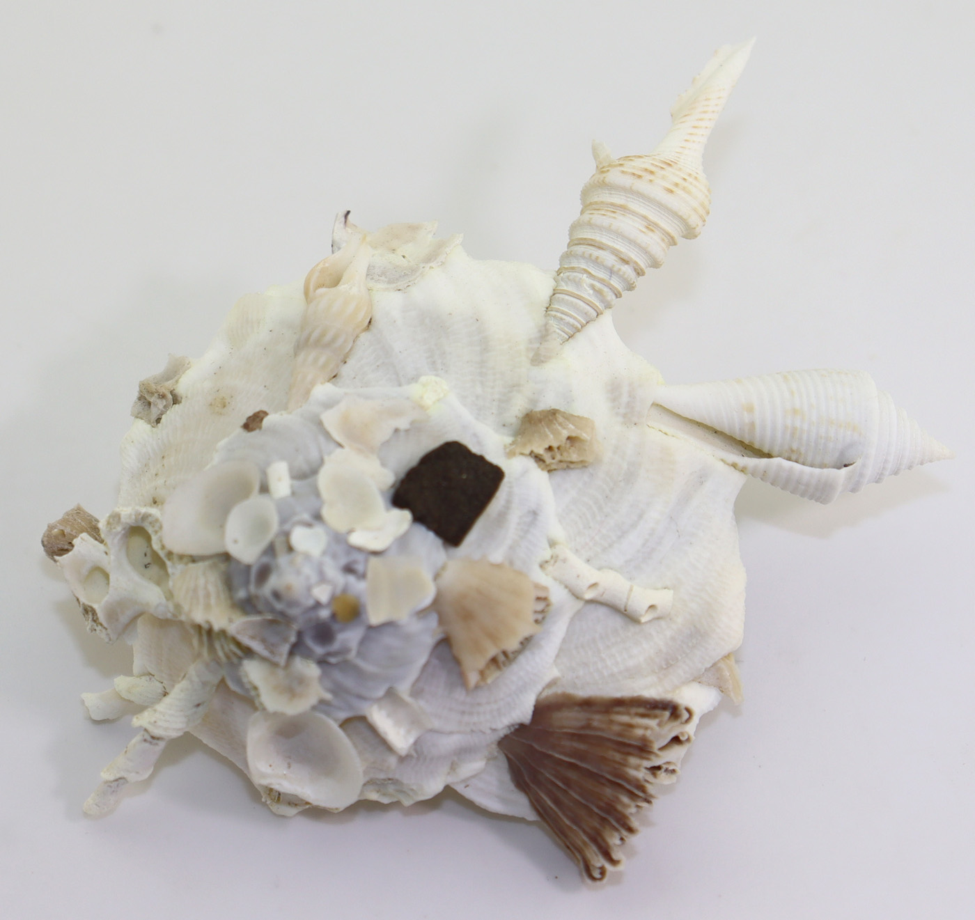 Xenophora pallidula (REEVE) – Bild 4
