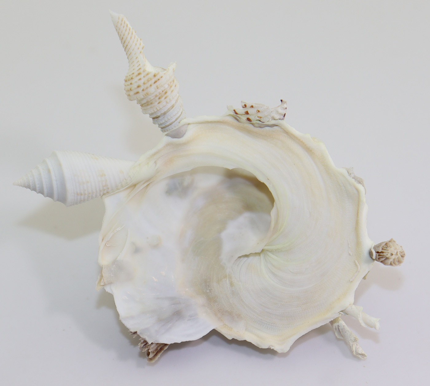 Xenophora pallidula (REEVE) – Bild 5