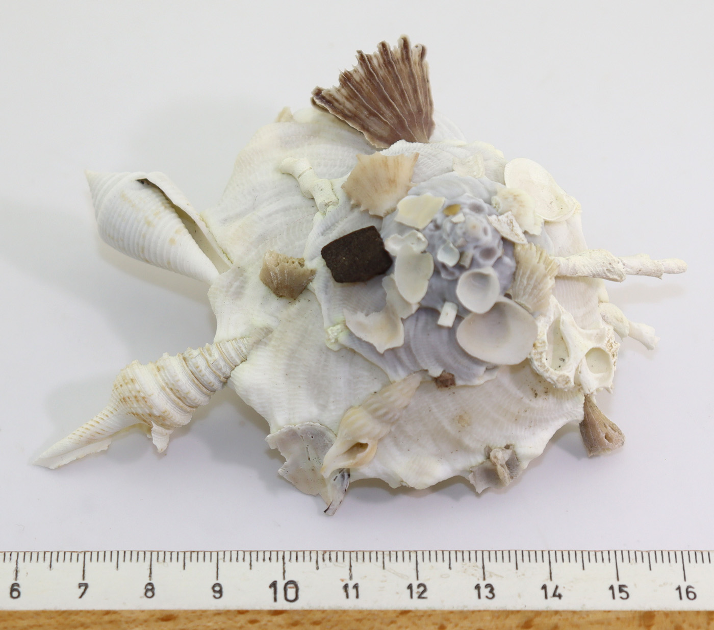 Xenophora pallidula (REEVE) – Bild 6