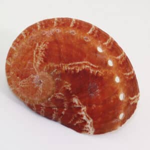 Haliotis semiplicata (MENKE)