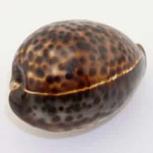 Cypraea tigris (LINNAEUS)