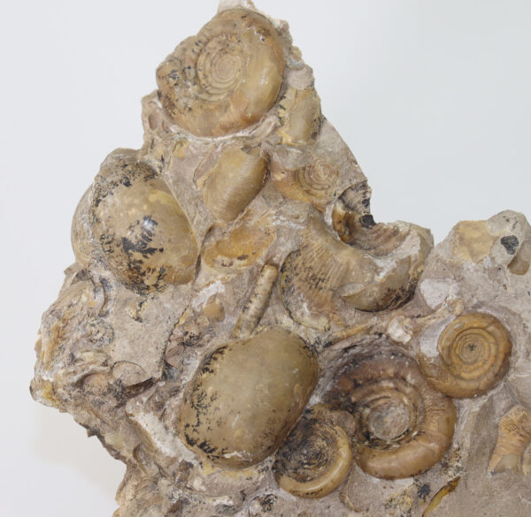 Svetlanoceras strigosum (RUZHENCEV)