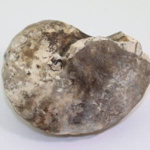Proclydonautilus gasteroptychus timorensis (MOJSISOVICS)