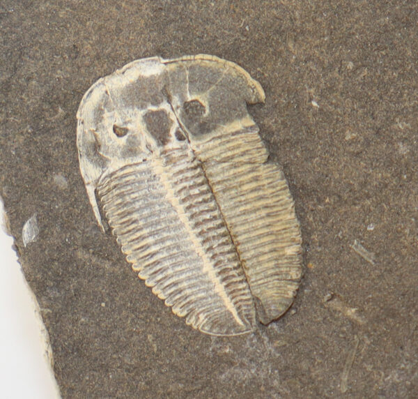 Aulacopleura konincki (BARRANDE) – Bild 2