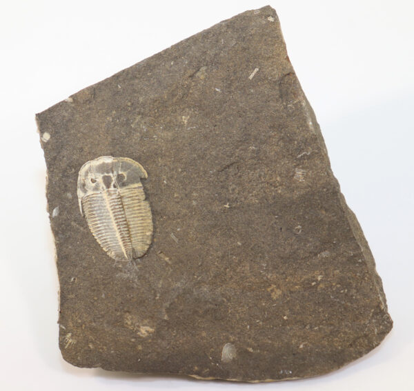 Aulacopleura konincki (BARRANDE) – Bild 3