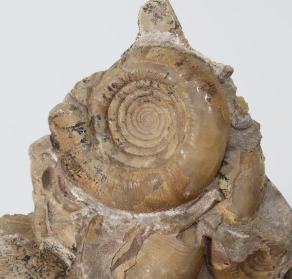 Svetlanoceras strigosum (RUZHENCEV) – Bild 3