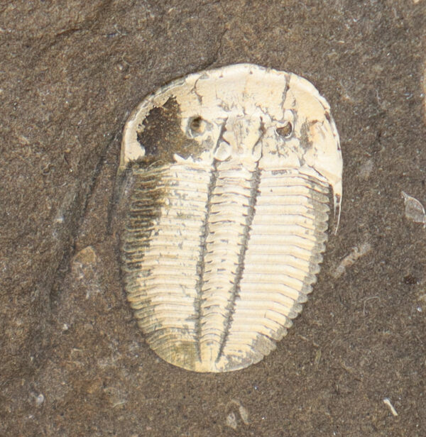 Aulacopleura konincki (BARRANDE) – Bild 4