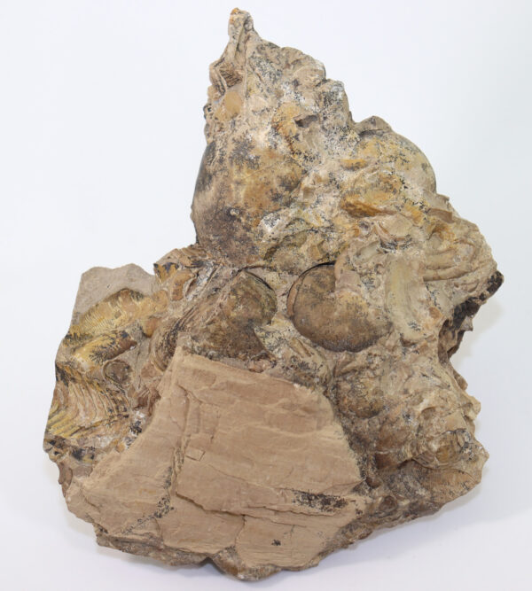 Svetlanoceras strigosum (RUZHENCEV) – Bild 4