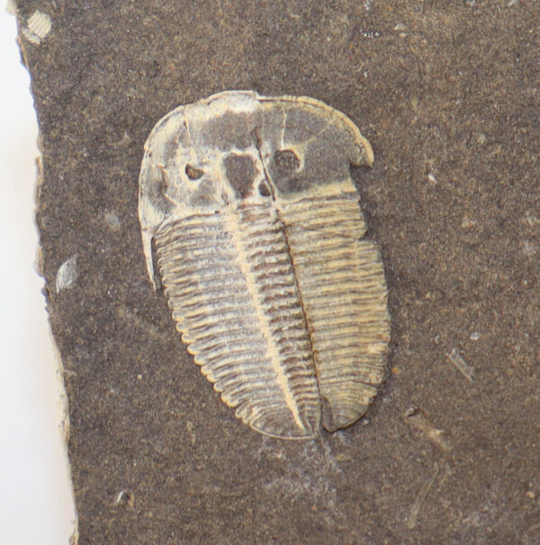 Aulacopleura konincki (BARRANDE) – Bild 6