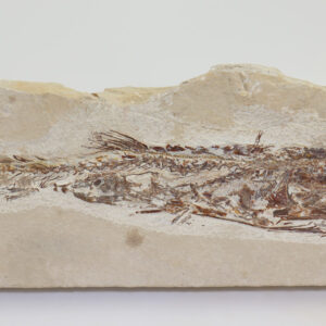 Eurypholis boissieri (PICET) mit Fisch im Magen