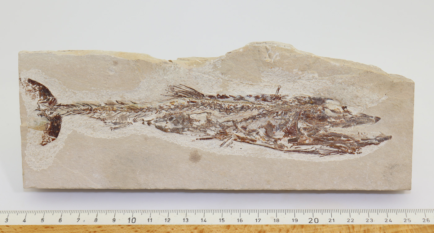 Eurypholis boissieri (PICET) mit Fisch im Magen – Bild 7