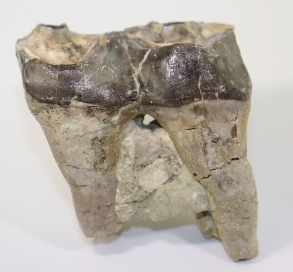 Megacerops sp. (LEIDY)