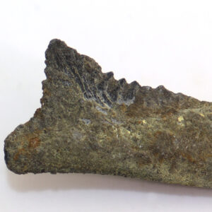 Edestus heinrichi (LEIDY)