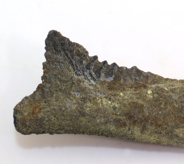 Edestus heinrichi (LEIDY)