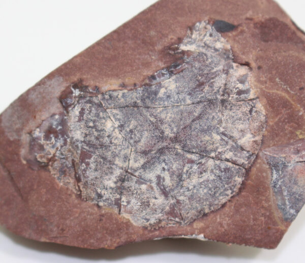 Bryantolepis brachycephala (BRYANT)