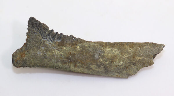 Edestus heinrichi (LEIDY) – Bild 2