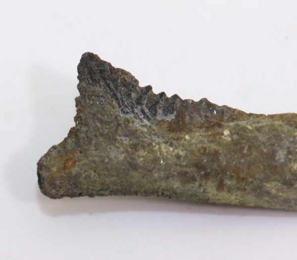 Edestus heinrichi (LEIDY) – Bild 5
