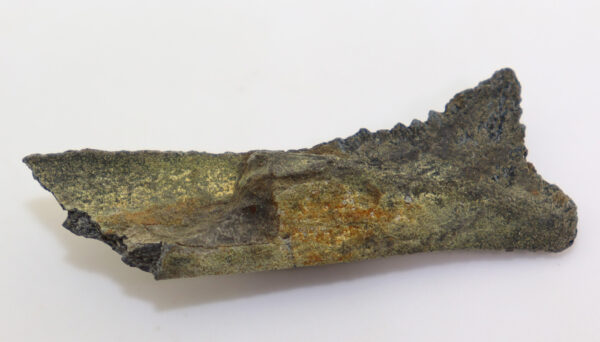 Edestus heinrichi (LEIDY) – Bild 3