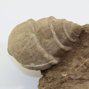 Bensbergia arculata (SCHLOTHEIM)