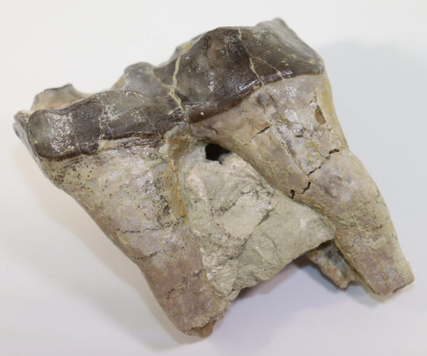 Megacerops sp. (LEIDY) – Bild 5